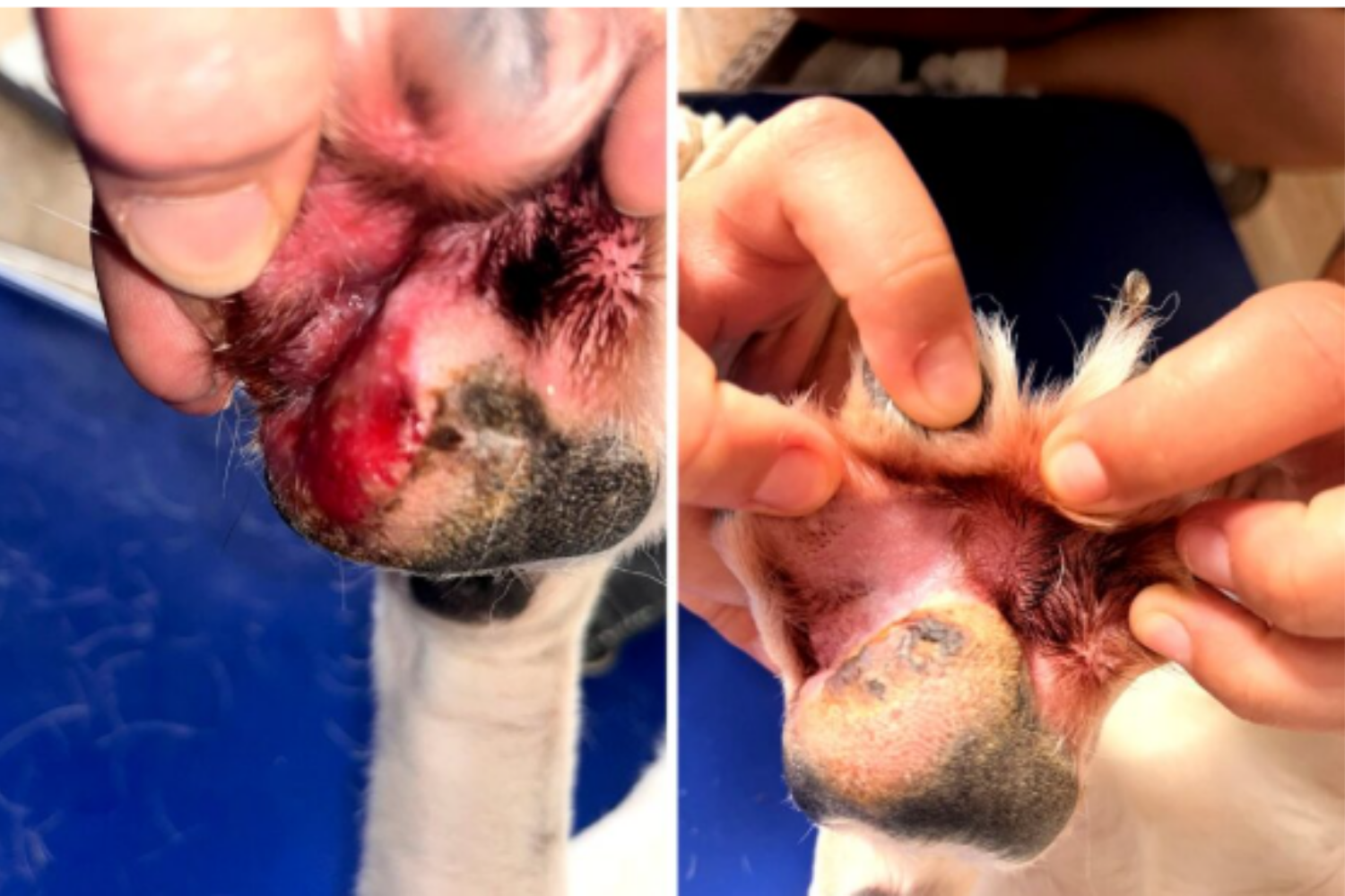 Caso práctico – Estrategia de cicatrización de heridas: hidrogel filmógeno y ungüento reparador